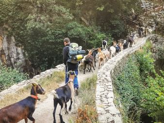 Vandrere med rygsække på en smal stibro med en gedeflok i Picos de Europa. Klippevægge og grøn vegetation omgiver stien.