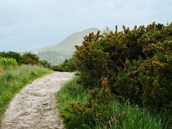 Sandet vandrerute på West Highland Way i Skotland, kantet af grønt græs og blomstrende buske, med tågede bjerge i baggrunden.