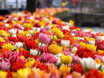 Tätt fält av blommande tulpaner i livfulla färger inklusive röda, gula, rosa, vita och orange blommor i norra Holland.