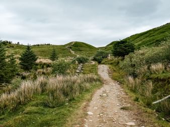 Grusvandrerute på West Highland Way, der slynger sig gennem grønne bakker med græs og spredte træer under overskyet skotsk himmel.
