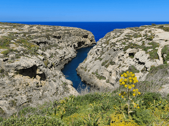 Smal klippekløft Wied il-Għasri på Gozo fører til blåt hav. Gule vilde blomster blomstrer i forgrunden, kalkstensklipper indramme bugten.