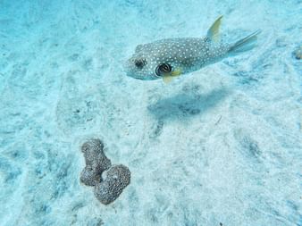 Hvitflekket kulefisk svømmer over sandbunn med korallformasjoner i klart turkist vann under dykking på Bali.