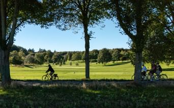 Cyklister på en trädkantad väg i Danmark med öppen grön parkmark och spridda träd under klar blå himmel.