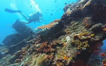 To dykkere svømmer over et levende koralrev på Bali med farverige koraller og tropiske fisk i klart blåt vand.