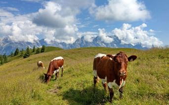 Brown and white cows grazing on a green alpine meadow in Austria with mountain peaks and white clouds in the background.