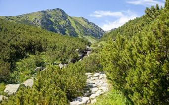 Stenet vandrerute gennem grønne fyrrebuske til bjergtinder i Tatrabjergene, Slovakiet, under blå himmel med hvide skyer.
