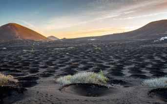 Volcanic vineyard on Lanzarote with hundreds of circular holes carved into black volcanic soil, each protecting grapevines with stone walls.