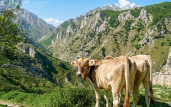 To brune køer på en bjergeng i Picos de Europa, Spanien. Dramatiske klippetoppe og grønne dale i baggrunden.