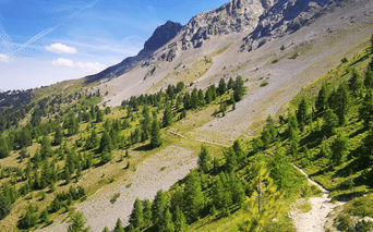 Snoet vandrerute gennem grønne alpeskråninger med spredte nåletræer mod klippefyldte bjergtinder i Queyras under blå himmel.