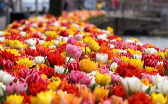 Dense field of blooming tulips in vibrant colors including red, yellow, pink, white, and orange flowers in Holland.