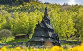Sort stavkirke med lagdelte tage og spir, omgivet af kirkegård og gule forårsblomstre, med lysegrøn birkeskov i baggrunden.