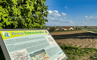 Informationstavle for Rhinen Terrassesti med landsby, vingårde og pløjede marker under blå himmel med hvide skyer.