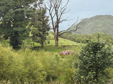 Grønt skotsk landskab langs West Highland Way med frodig vegetation, bart træ og rund bakke under overskyet himmel.