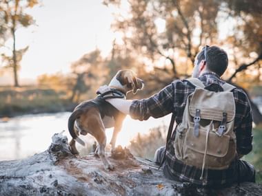 Person med rygsæk sidder på faldet træstamme ved bæk, kæler med brunhvid hund. Efterårsskov med varmt sollys gennem træer.