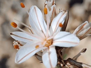 Nærbillede af en hvid blomst med fine kronblade og orange støvdragere på øen Comino, Malta. Sløret naturlig baggrund.