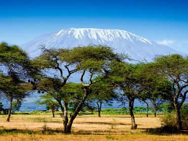 Kilimanjaro med akacietræer Det snedækkede Kilimanjaro rejser sig majestætisk bag et savannelandskab med spredte akacietræer under en klar blå himmel.