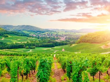 Böljande vingårdsrader i Burgundy med gröna vinrankor över kullar. En by ligger i dalen under en dramatisk solnedgångshimmel.