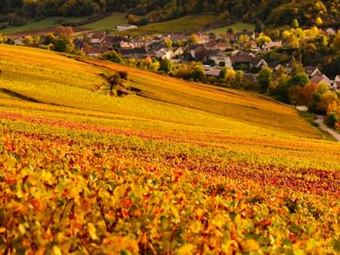 Vingård på skråning i efterårsfarver med gyldne og røde blade. En lille landsby med huse ligger indlejret i grønne bakker i dalen.