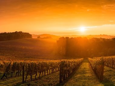 Rader av vinrankor i Bordeaux vingård sträcker sig mot kuperade kullar under gyllene timme solnedgång med varm orange himmel.