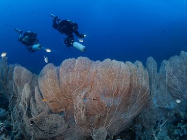 To dykkere med lygter svømmer over store viftekoraller på havbunden. Dybt blåt vand omgiver den undersøiske koralrev-scene.