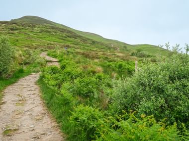Stisti der bugter gennem grønne bregner og græs på West Highland Way, Skotland. Bølgende bakker med frodig vegetation under overskyet himmel.