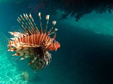 Diving in Egypt