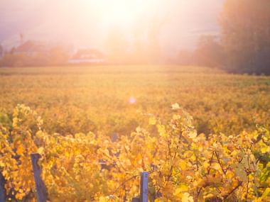 Vingård med gyldent efterårslöv i klart sollys. Rækker af vinstokke med gule blade strækker sig over marken, træer synlige i baggrunden.