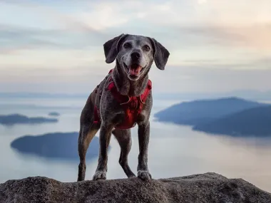 Mørk hund med rødt sele står på klippefyldt top med udsigt over fjordlandskab med bjerge og vand under skyet himmel.