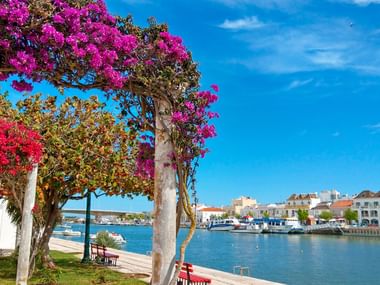 Scenic waterfront in Lagos with vibrant bougainvillea trees, white buildings, boats in harbor, and blue Mediterranean waters under clear sky.