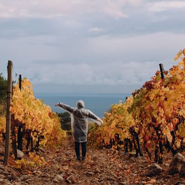 Person med udstrakte arme mellem vinrækker med gyldent efterårslØv, med udsigt over havet under en overskyet himmel.