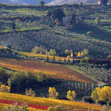 Bølgende skråning om efteråret med terrasserede vingårde i gyldne og røde farver, olivenlunde, cypresser og spredte huse.