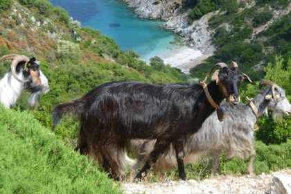 Vandreferie på Zakynthos ➤ Ægte græsk øliv
