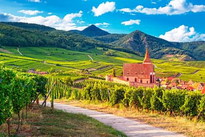 Cykelferie i Alsace - 7 dage