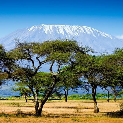 Mount Kilimanjaro with acacia trees Snow-capped Mount Kilimanjaro rises majestically behind a savanna landscape with scattered acacia trees under a clear blue sky in Tanzania.