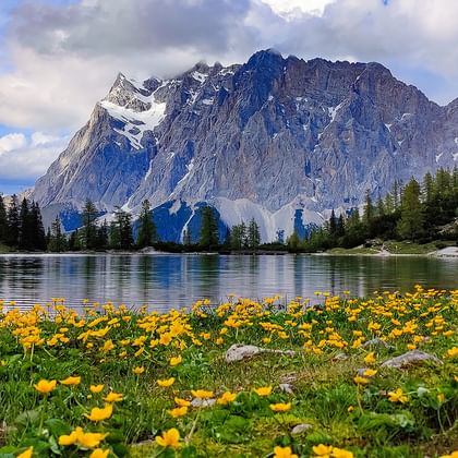 Gule ville blomster blomstrer i forgrunnen med turkis alpinsjø og Zugspitze under overskyet himmel. Barskog langs bredden.
