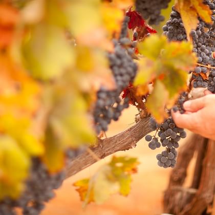 Hænder holder efterårsblade ved siden af mørke druer på vinranke. Farverigt efterårslöv i gult, orange og rødt omgiver vinranken.