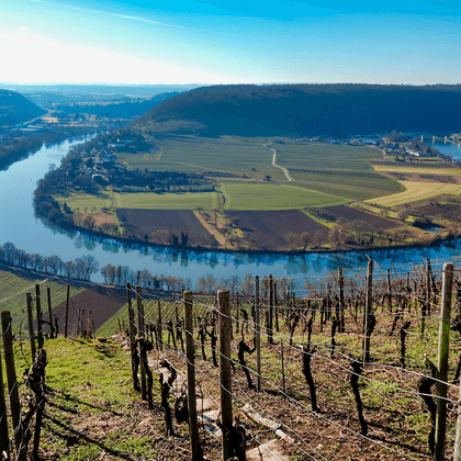 Luftfoto af Neckar-sløjfen ved Hessigheim. Vingårdsrækker i forgrunden, landbrugsmarker på halvøen, landsbyer på begge sider.