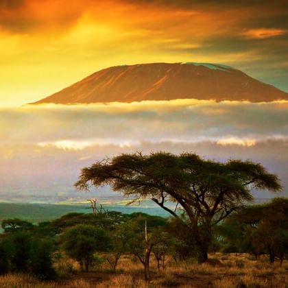 Mount Kilimanjaro i silhuet mod dramatisk orange og gul solnedgangshimmel med akacietræer i forgrunden og afrikansk savannelandskab.