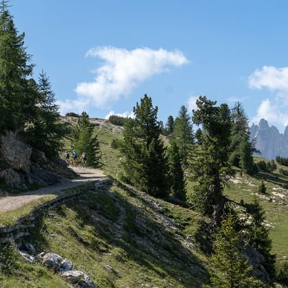 Snoet grusvej gennem alpine enge med nåletræer og dramatiske Dolomittop pe under blå himmel med hvide skyer.