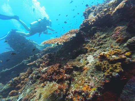 To dykkere svømmer over et levende koralrev på Bali med farverige koraller og tropiske fisk i klart blåt vand.