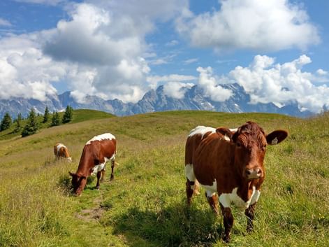 Brown and white cows grazing on a green alpine meadow in Austria with mountain peaks and white clouds in the background.