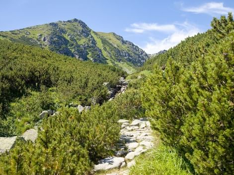 Stenet vandrerute gennem grønne fyrrebuske til bjergtinder i Tatrabjergene, Slovakiet, under blå himmel med hvide skyer.