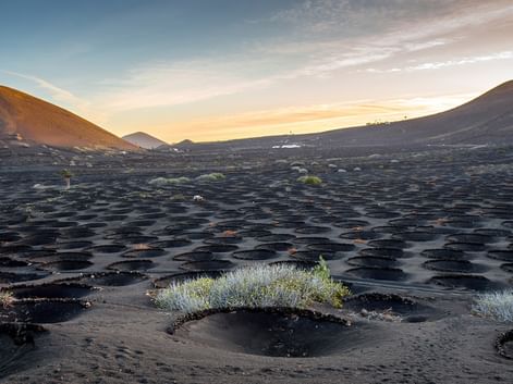 Volcanic vineyard on Lanzarote with hundreds of circular holes carved into black volcanic soil, each protecting grapevines with stone walls.