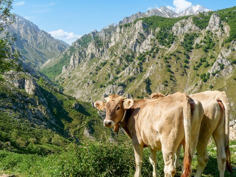 To brune køer på en bjergeng i Picos de Europa, Spanien. Dramatiske klippetoppe og grønne dale i baggrunden.