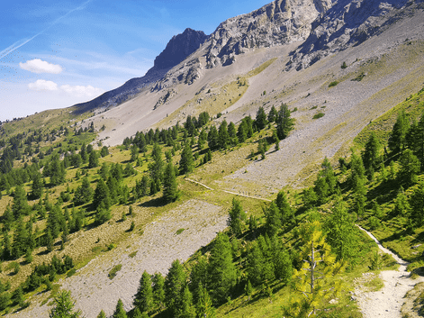Snoet vandrerute gennem grønne alpeskråninger med spredte nåletræer mod klippefyldte bjergtinder i Queyras under blå himmel.