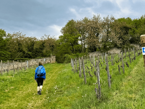 Vandrer med blå rygsæk på græssti gennem vingård på Rheinsteig. Stimærke synligt på træpæl, stenmur og træer i baggrunden.