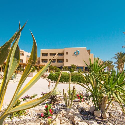 Tropiskt resortlandskap på The Breakers i Soma Bay med agaveväxter, palmer och beige byggnader under klar blå himmel.