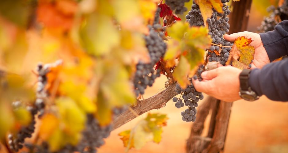 Hænder holder efterårsblade ved siden af mørke druer på vinranke. Farverigt efterårslöv i gult, orange og rødt omgiver vinranken.
