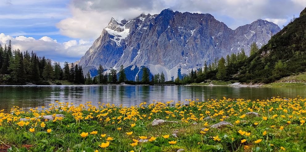 Gule ville blomster blomstrer i forgrunnen med turkis alpinsjø og Zugspitze under overskyet himmel. Barskog langs bredden.