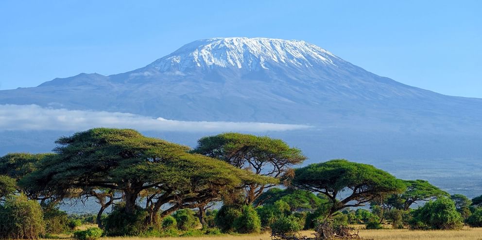Det snødekte Mount Kilimanjaro reiser seg majestetisk bak et savannelandskap med karakteristiske paraplylignende akasietrær.